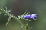 Great blue lobelia